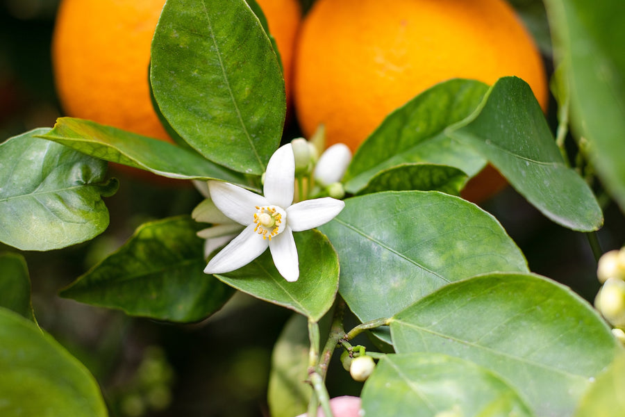 Neroli: Was es ist, wie es riecht und was es in einem Duft bewirkt